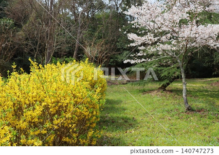 A hedge of yellow forsythia and early-blooming cherry blossoms A hedge of yellow forsythia and early-blooming cherry blossoms 140747273