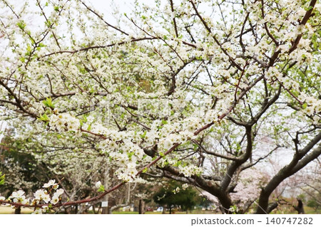 Pure white plum blossoms Pure white plum blossoms 140747282