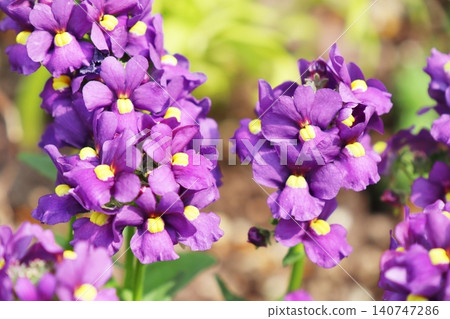 Purple linaria Purple linaria 140747286