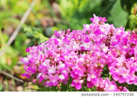 Pink Linaria Pink Linaria 140747288