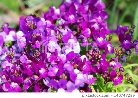Purple linaria Purple linaria 140747289