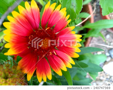 The vibrant red and yellow flowers of the Gaillardia (Gaillardia) are striking. 140747369