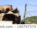 Black Cat Resting on Rooftop Near Barbed Wire Fence. 140747374