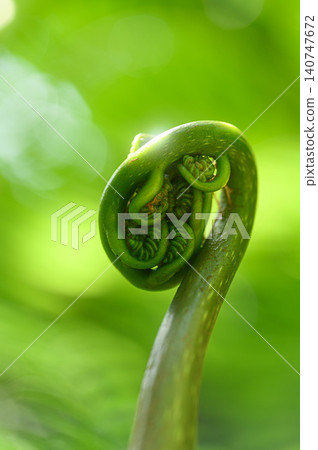 Swirling fern shoots Swirling fern shoots 140747672