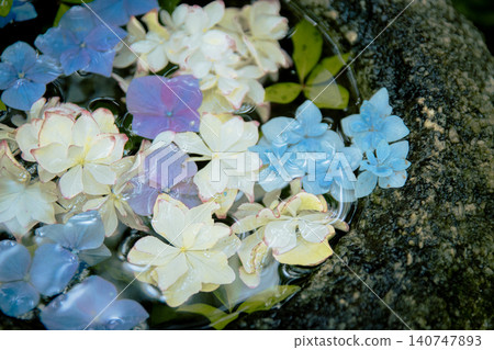 Colorful hydrangeas floating in a flower-filled water basin Colorful hydrangeas floating in a flower-filled water basin 140747893