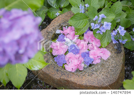 Colorful hydrangeas floating in a flower-filled water basin Colorful hydrangeas floating in a flower-filled water basin 140747894