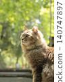 A portrait of a long-haired cat standing in the dappled sunlight filtering through the trees. 140747897