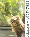 A portrait of a long-haired cat standing in the dappled sunlight filtering through the trees. 140747898