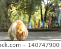 A portrait of a long-haired cat standing in the dappled sunlight filtering through the trees. 140747900