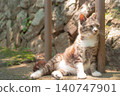 A portrait of a long-haired cat standing in the dappled sunlight filtering through the trees. 140747901