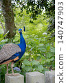 A beautiful peacock standing amidst the fresh greenery. 140747903
