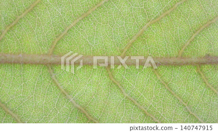 Loquat leaf veins (Rosaceae family) [Background material] 140747915