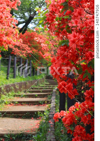 Azalea blooming hill Azalea blooming hill 140747916