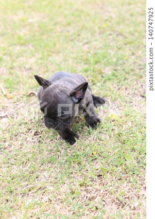 French bulldog French bulldog 140747925