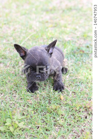 法國鬥牛犬 法國鬥牛犬 140747953