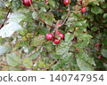 Red Plums Growing on Tree Branch with Green Leaves. 140747954
