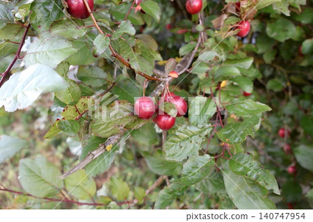 Red Plums Growing on Tree Branch with Green Leaves. Red Plums Growing on Tree Branch with Green Leaves. 140747954