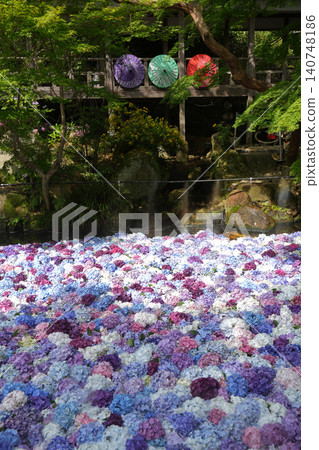 Hydrangea flowers in water Hydrangea flowers in water 140748186