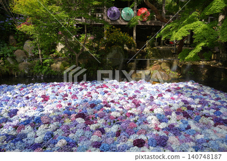 Hydrangea flowers in water Hydrangea flowers in water 140748187