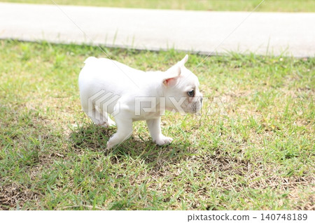 法國鬥牛犬 140748189