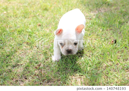 French bulldog 140748193