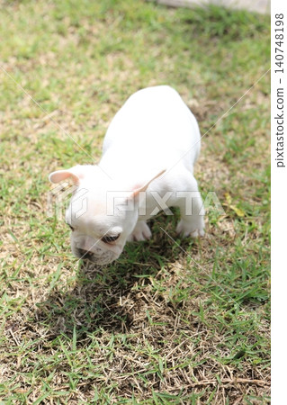 French bulldog French bulldog 140748198