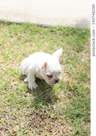 法國鬥牛犬 法國鬥牛犬 140748200