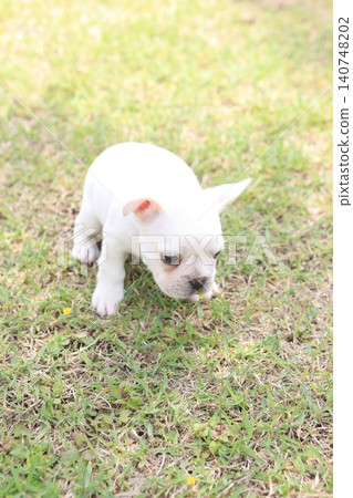 French bulldog French bulldog 140748202