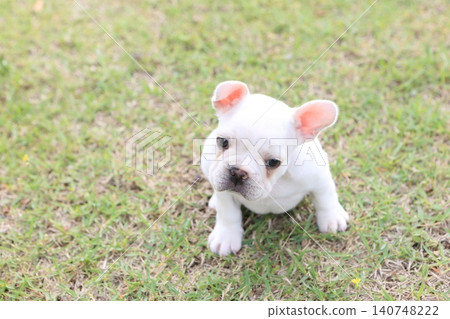 French bulldog French bulldog 140748222