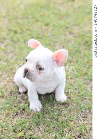 French bulldog French bulldog 140748227