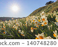 A scene of clusters of daffodils shining in the spring sunshine against a blue sky. 140748280