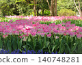 Pink tulip flowerbeds adorn the park in spring. 140748281