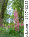 Pink lupine flowers blooming in the lush green forest 140748282