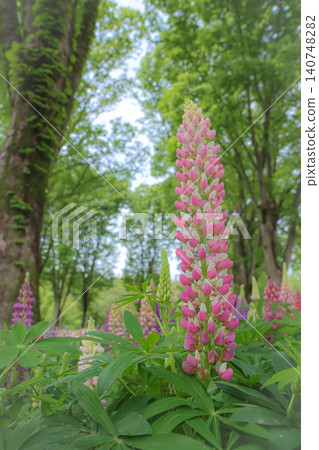 Pink lupine flowers blooming in the lush green forest 140748282