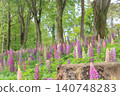 A field of vibrant lupine flowers blooming in a forest of fresh green leaves. 140748283