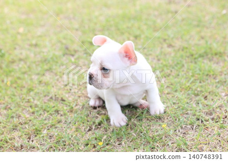 French bulldog French bulldog 140748391