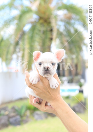 French bulldog French bulldog 140748395