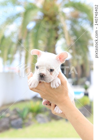 法國鬥牛犬 法國鬥牛犬 140748402