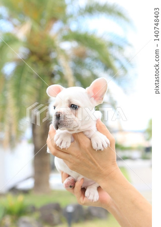 French bulldog French bulldog 140748403