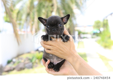 法國鬥牛犬 法國鬥牛犬 140748454