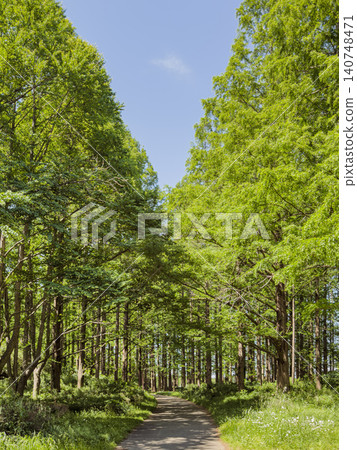 藍天下,綠樹成蔭的林間小徑 藍天下,綠樹成蔭的林間小徑 140748471