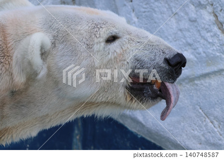Polar bear (Peace's mother) Polar bear (Peace's mother) 140748587