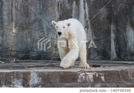 Polar bear (Peace's mother) Polar bear (Peace's mother) 140748598