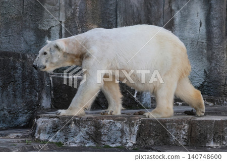 Polar bear (Peace's mother) Polar bear (Peace's mother) 140748600