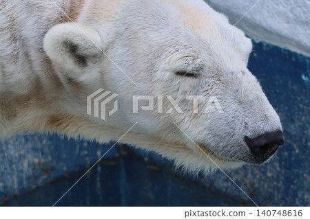 Polar bear (Peace's mother) Polar bear (Peace's mother) 140748616
