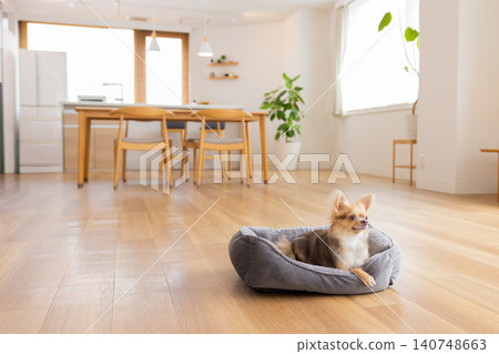 A Chihuahua relaxing on the living room floor of a house. A Chihuahua relaxing on the living room floor of a house. 140748663