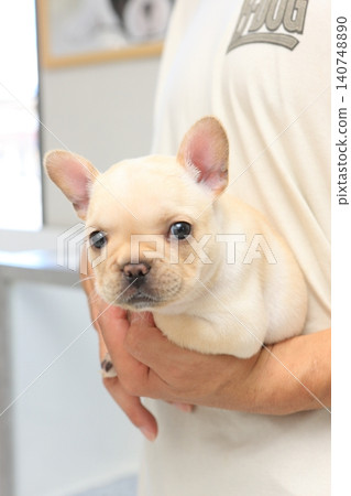 French bulldog French bulldog 140748890
