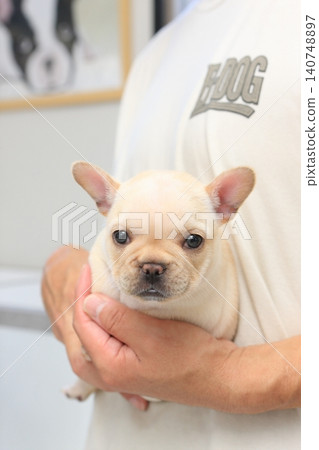 法國鬥牛犬 法國鬥牛犬 140748897