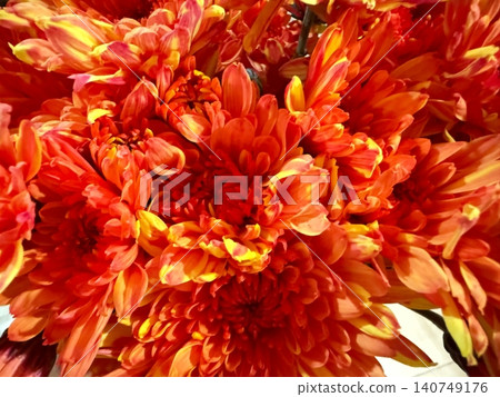 Radiant Orange Chrysanthemum Petals Creating Floral Texture Radiant Orange Chrysanthemum Petals Creating Floral Texture 140749176