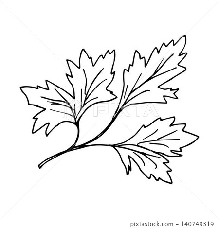 Simple vector ink drawing. Parsley branch, leaves in black outline isolated on a white background. Ingredient, menu, recipe. Garden herbs, plants. Simple vector ink drawing. Parsley branch, leaves in black outline isolated on a white background. Ingredient, menu, recipe. Garden herbs, plants. 140749319